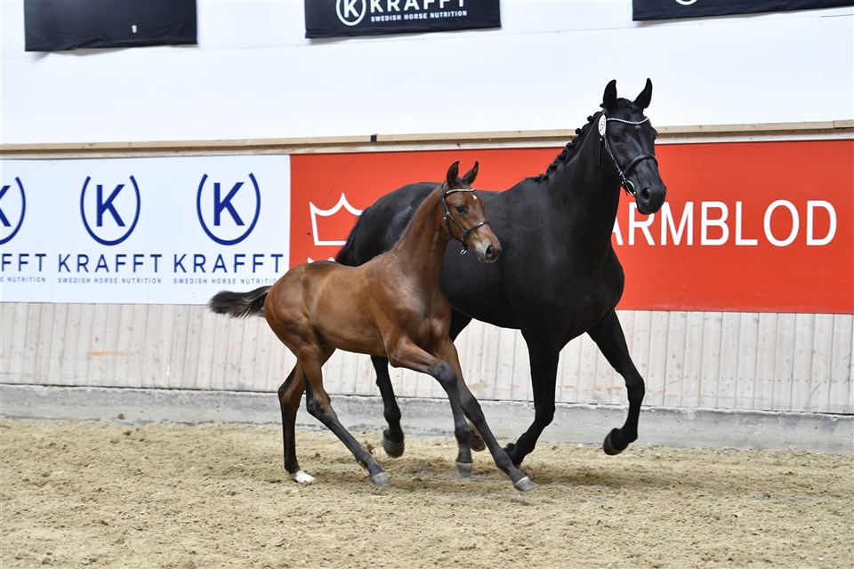 Worres Fly High ved Eliteskuet