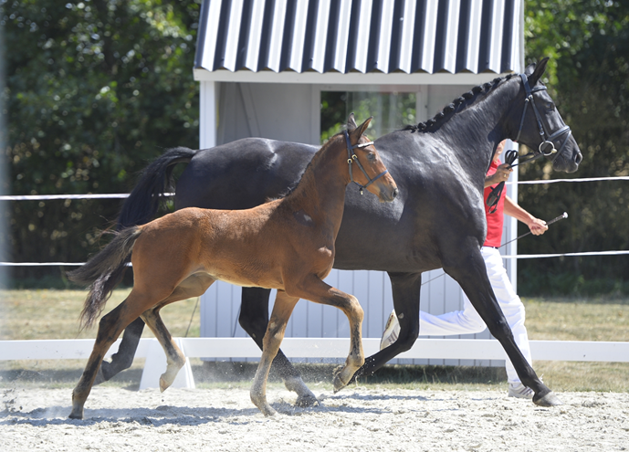 Valløs Miss Doolittle med sit føl fra 2018 Worres Fly High e. Blue Hors Don Olymbrio